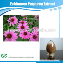 Extracto de hierbas Echinacea Purpurea Extracto /